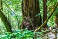 Trail path forest floor adjacent a large redwood trunk at Muir Woods National Monument, Mill Valley, California Royalty Free Stock Photo