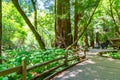 Trail path boardwalk forest floor at Muir Woods National Monument, Mill Valley, California Royalty Free Stock Photo