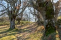 trail path with hazels and oaks near Fuente del Corcho