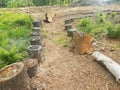 Trail or path made out of tree stumps and mulch