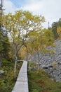 Trail path in PyhÃÂ¤-Luosto National Park in autumn, Lapland, Finland