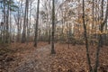 Trail path in Raven Rock State Park, North Carolina, United State.