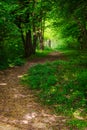 trail path winding through green forest on a sunny day Royalty Free Stock Photo