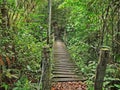 pensil bridge in the woods