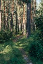 Trail in the pine forest Royalty Free Stock Photo