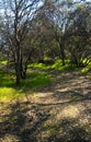 Path through sleeping trees Royalty Free Stock Photo