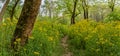 Trail Through Ragwort Flowers and Field