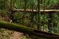 Trail in rain forest Royalty Free Stock Photo