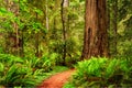 A trail through the Redwood forest in Jedediah Smith Redwood Sta