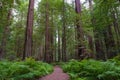 Trail in Redwood National and State Parks Royalty Free Stock Photo