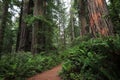 Trail through redwood trees, Redwood National Park, California, USA Royalty Free Stock Photo
