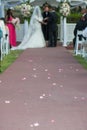 Trail of rose petals