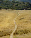 Trail runner in yellow field