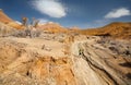 Trail running adventure Royalty Free Stock Photo