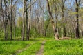 Trail through the savanna landscape
