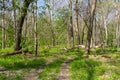 Trail through the savanna landscape