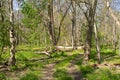 Trail through the savanna landscape