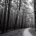 A trail in the secret woods, outdoor park, nature landscape, black and white, generative ai