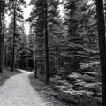 A trail in the secret woods, outdoor park, nature landscape, black and white, generative ai