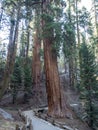 Trail through Sequoia forest