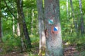 Trail sign painted on tree bark in summertime forest. Royalty Free Stock Photo