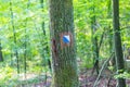 Trail sign painted on tree bark in summertime forest. Royalty Free Stock Photo