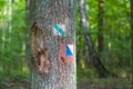 Trail sign painted on tree bark in summertime forest. Royalty Free Stock Photo