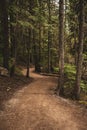 Trail Snaking Through Muted Forest