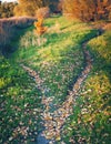 The trail splits into two paths, covered with fallen leaves, diverging in different directions. Autumn conceptual landscape Royalty Free Stock Photo