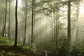 trail through the spring deciduous forest in foggy weather green leaves on branches of beech trees backlit by morning sun dense Royalty Free Stock Photo