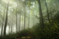trail through the spring deciduous forest in sunshine foggy weather dense mist and sunlight create a mysterious scenery june Royalty Free Stock Photo