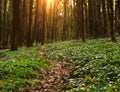 Trail spring flowering forest in sunlight, nature background