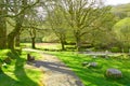 Trail through the spring forest. Walkway Lane Path With Green Trees in Forest. Beautiful Alley, road In Park. Way Through Summer F Royalty Free Stock Photo