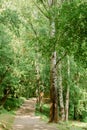 Trail through the spring forest. Walkway Lane Path With Green Trees in Forest. Beautiful Alley, road In Park. Way Through Summer Royalty Free Stock Photo