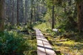 The trail in the spring. Photo of scandinavian nature.