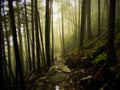 Trail of Stone through Misty Forest Royalty Free Stock Photo