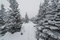 A trail stretching into the distance through a fabulous snow covered forest