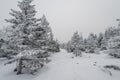 A trail stretching into the distance through a fabulous snow covered forest