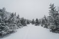 A trail stretching into the distance through a fabulous snow covered forest