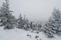 A trail stretching into the distance through a fabulous snow covered forest