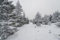 A trail stretching into the distance through a fabulous snow covered forest