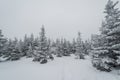 A trail stretching into the distance through a fabulous snow covered forest