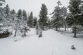 A trail stretching into the distance through a fabulous snow covered forest