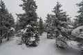 A trail stretching into the distance through a fabulous snow covered forest