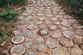 Trail of the stumps of trees felled.