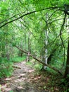 Trail in the summer woods Royalty Free Stock Photo