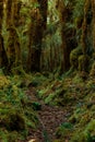 Trail surrounded by lush green bushes and trees in the rain forest on Cerro Ena in Costa Rica Royalty Free Stock Photo