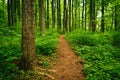 Trail through tall trees in a lush forest, Shenandoah National P Royalty Free Stock Photo