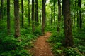 Trail through tall trees in a lush forest, Shenandoah National P Royalty Free Stock Photo