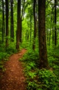 Trail through tall trees in a lush forest, Shenandoah National Park